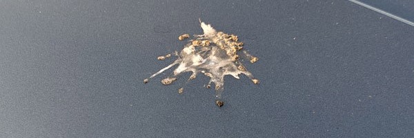 Vogelpoep van je auto verwijderen?